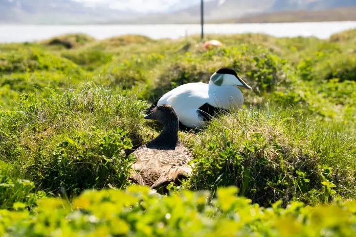 Eiderdown-VS-Goose-Down
