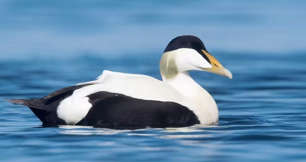 Eider Ducks