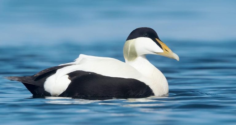 Eider Ducks