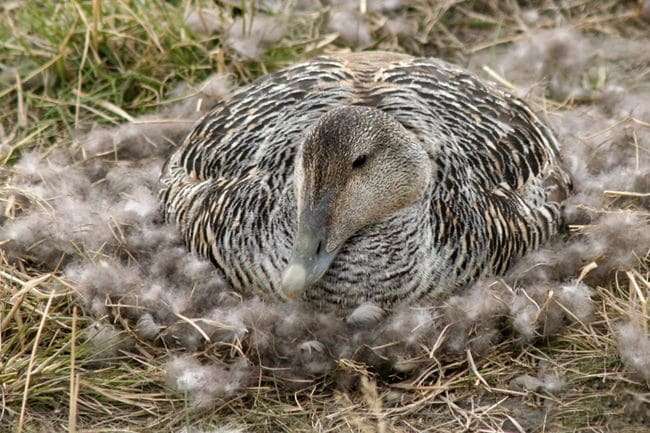 Eiderdown-Duck