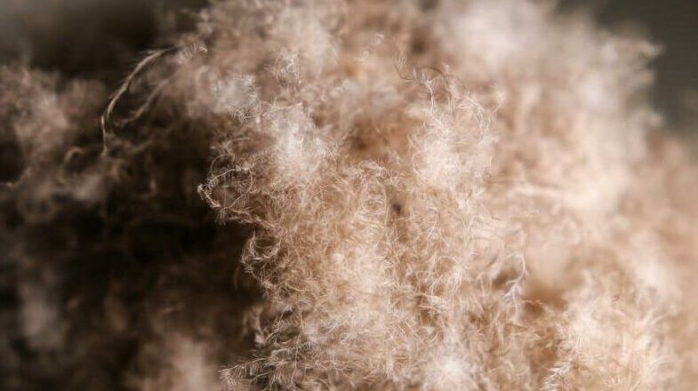 Eiderdown-raw-material