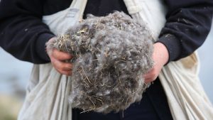 Unique-Structure-of-Eiderdown