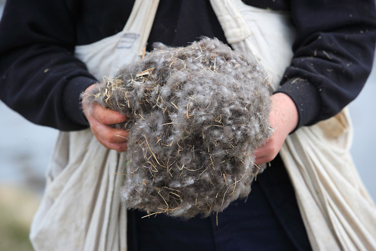 Unique-Structure-of-Eiderdown