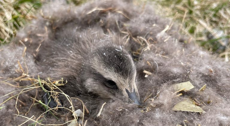 eiderdown_care_tips
