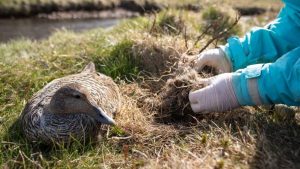 eiderdown_farming