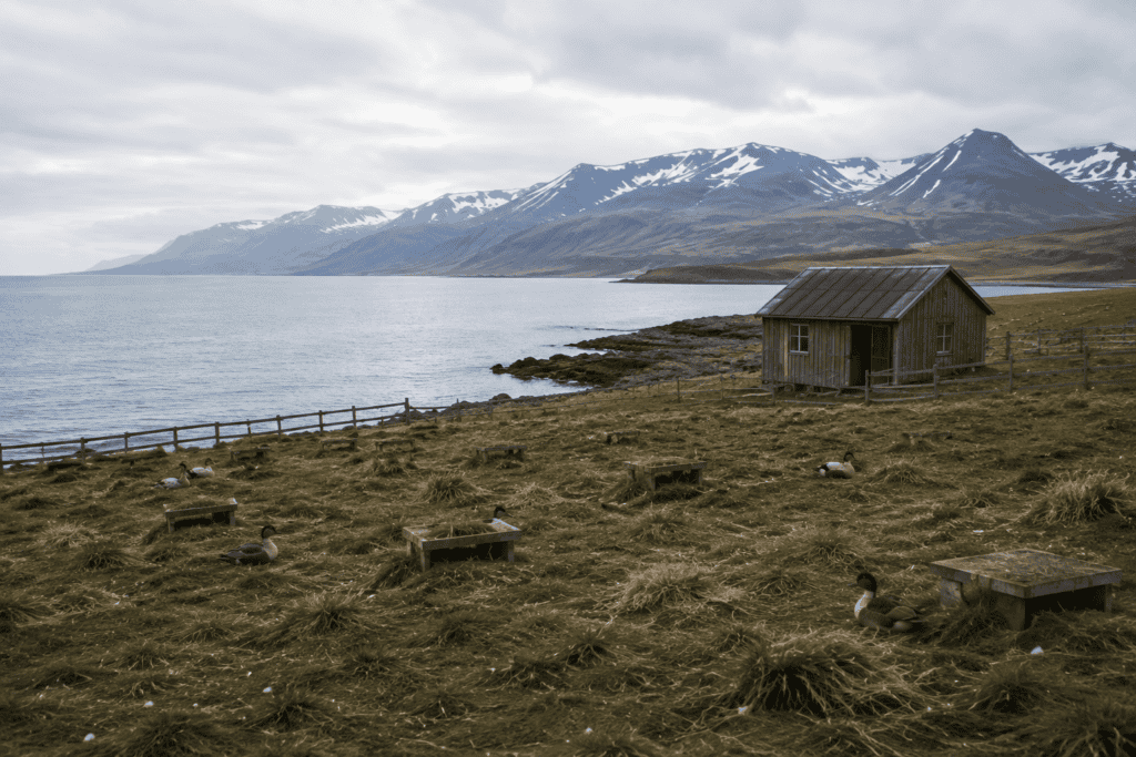 Eider ducks on their nests among the nesting shelters beside the farmhouse, on the East Fjords coast