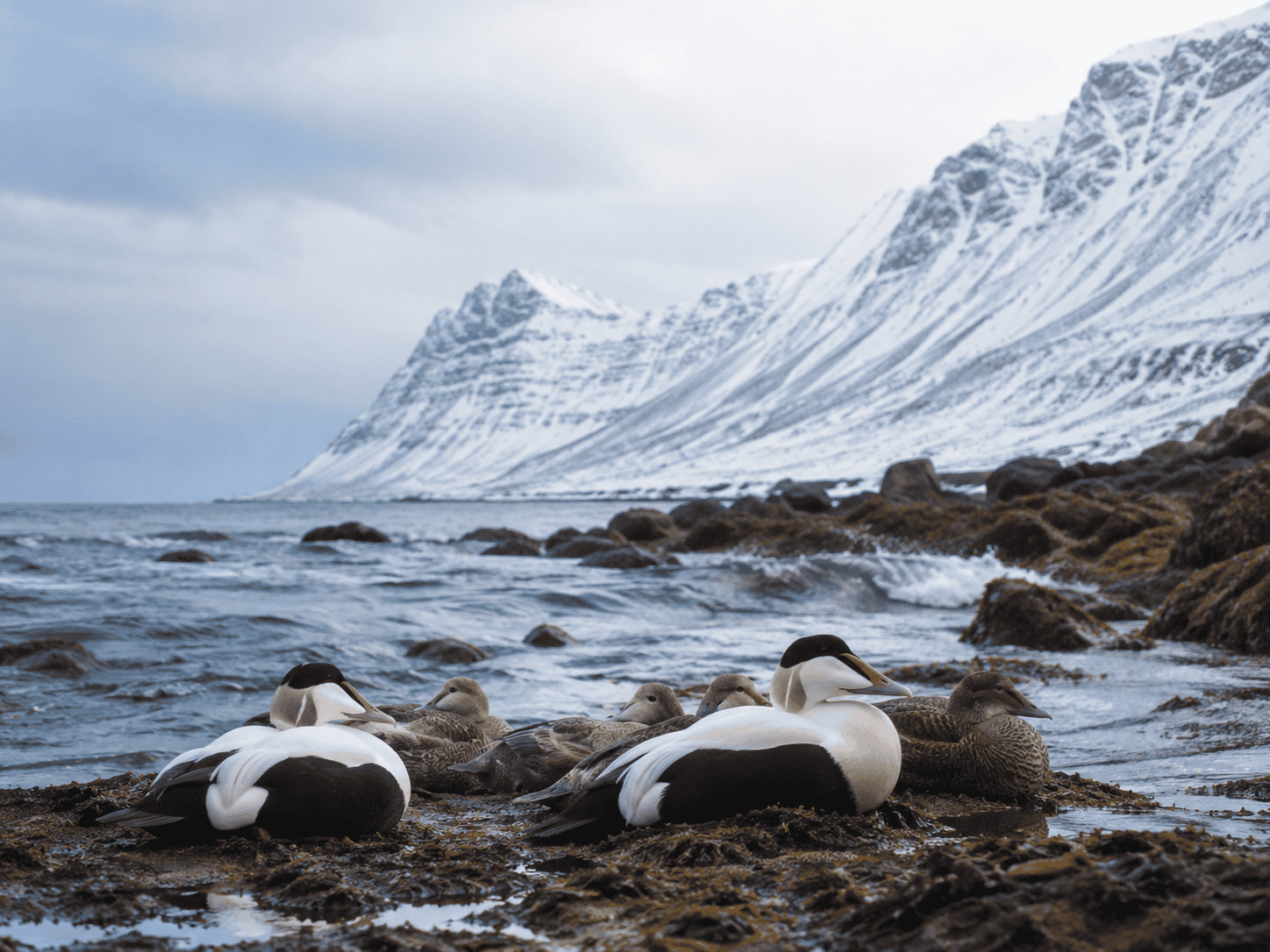 Wild eider ducks resting on a seaweed-covered shore below snow-covered mountains in Iceland